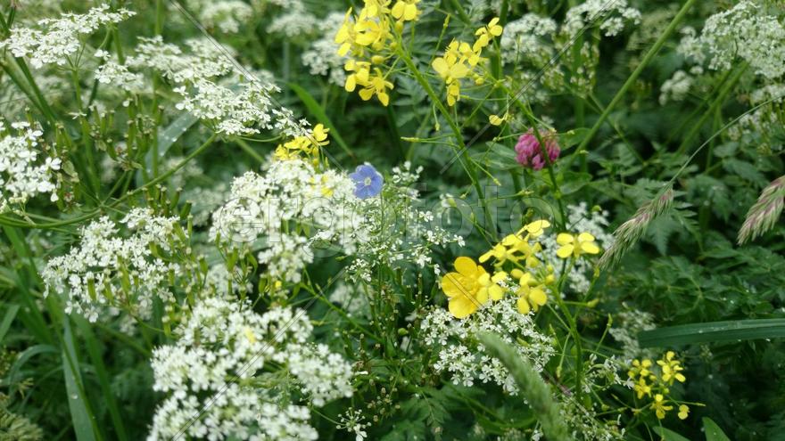 Цветки-коготки