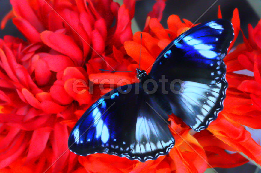 Синяя бабочка на красном фоне
