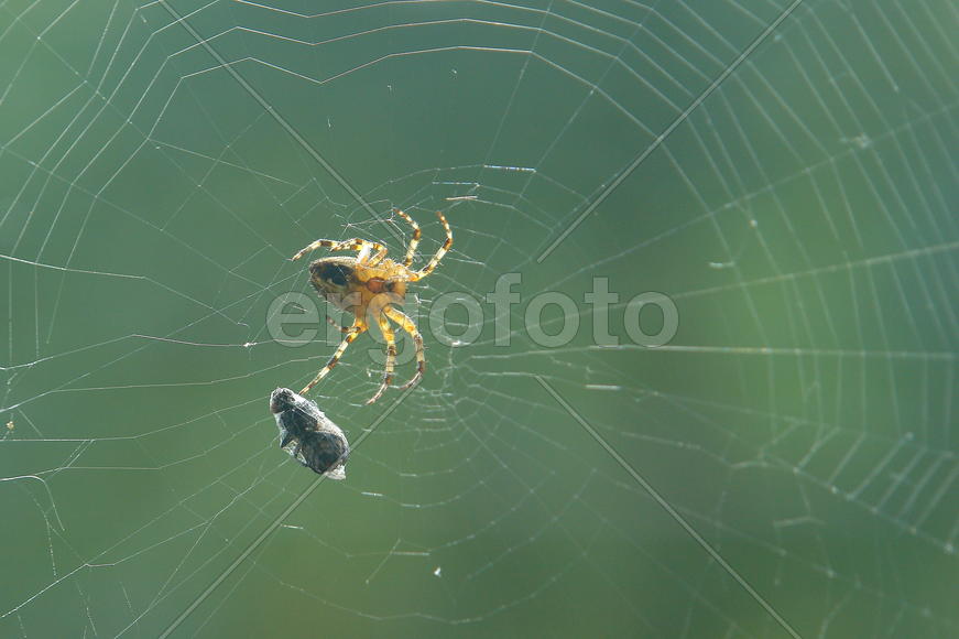 Охота паука на муху
