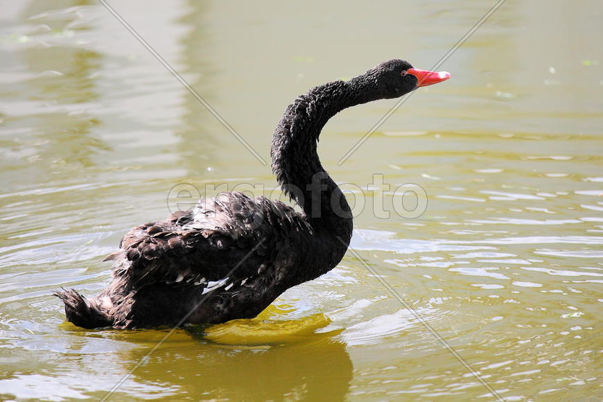 Черные Лебеди