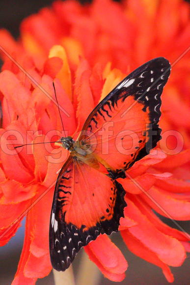 Красное и черное