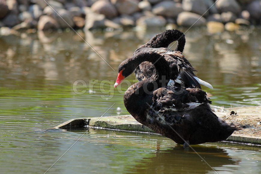 Черные Лебеди