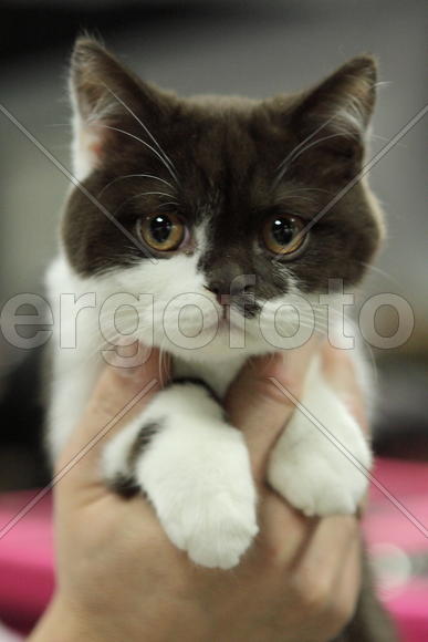 Милый котик