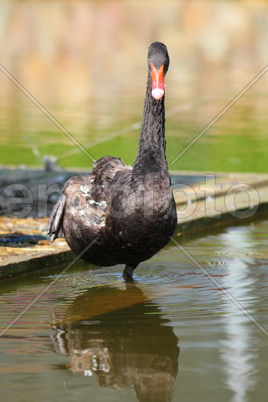 Черные Лебеди