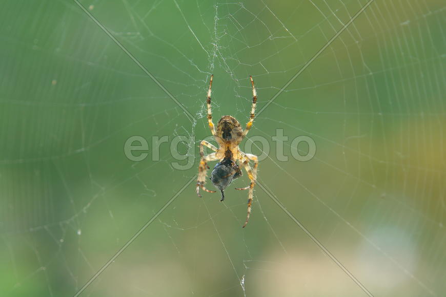 паук и его добыча