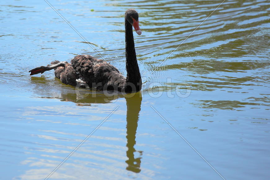 Черные Лебеди