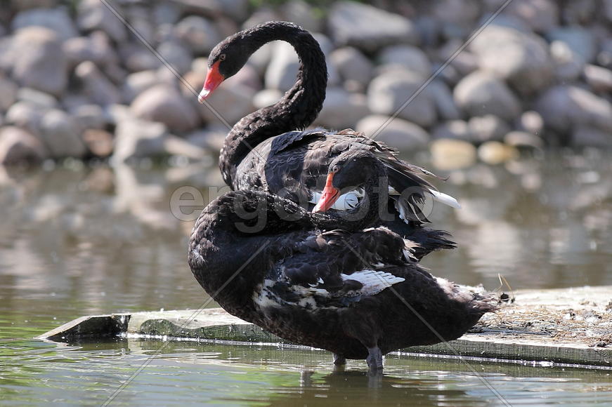 Черные Лебеди