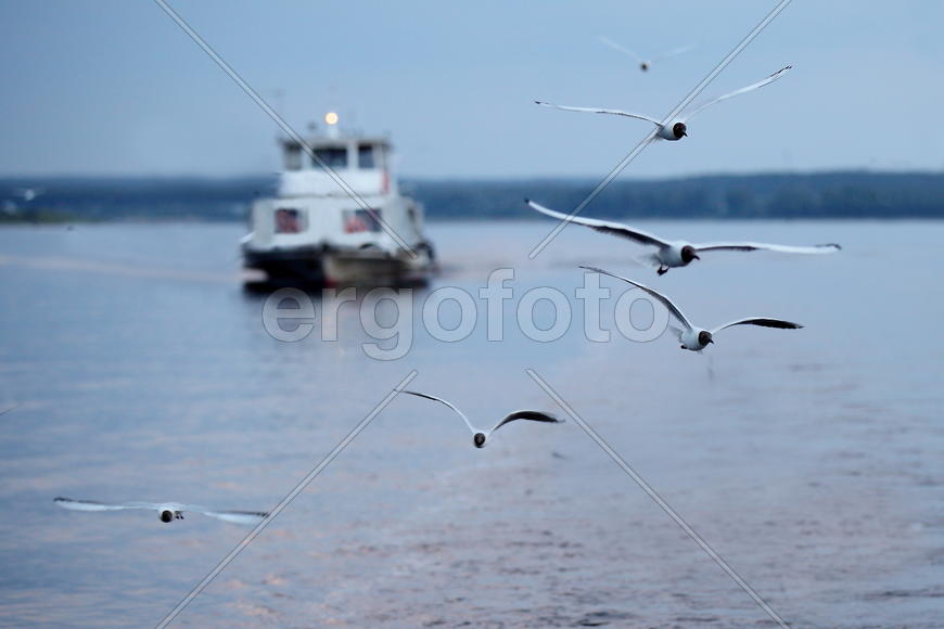 Полет чайки