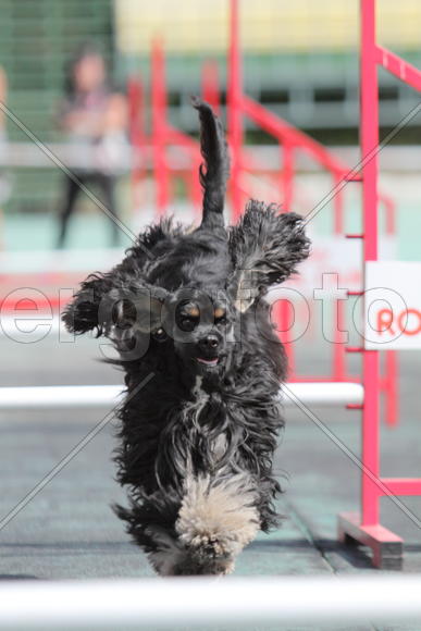 Мохнатый спортсмен