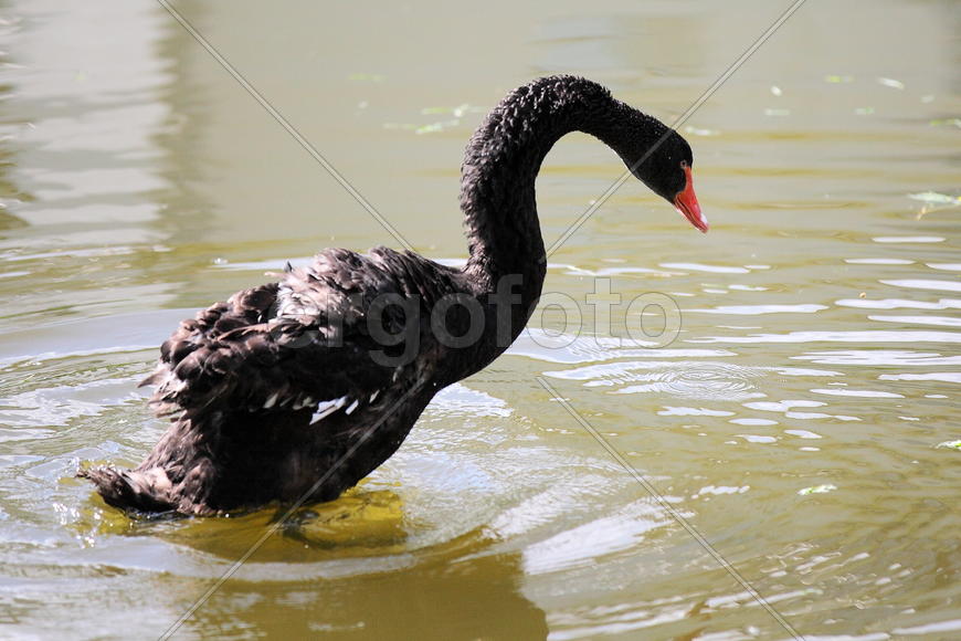 Черные Лебеди