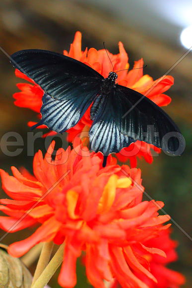 Черное на красном