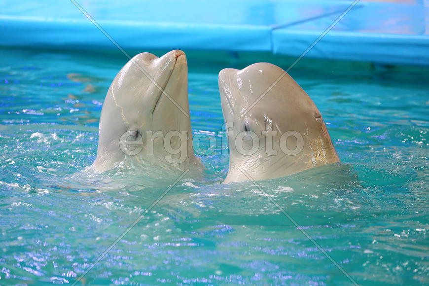 Кит - Белуха