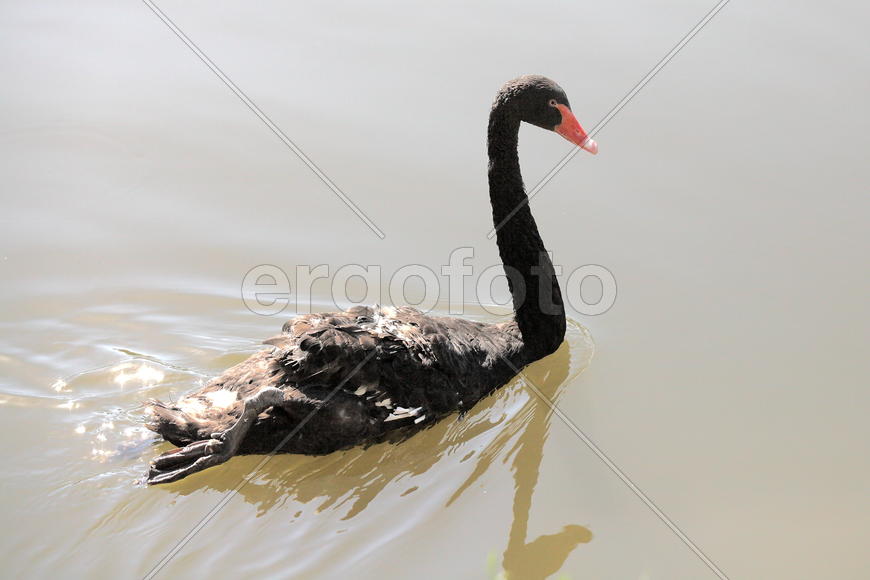 Черные Лебеди