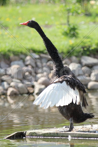 Черные Лебеди