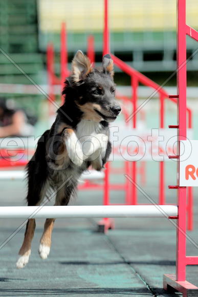 Собака на соревнованиях