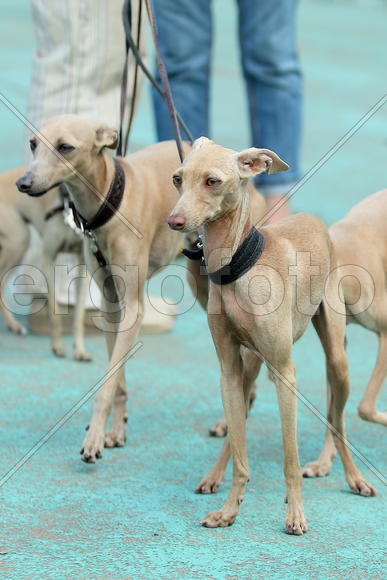 Две собачки