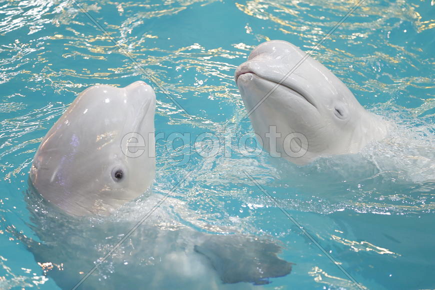 Кит - Белуха