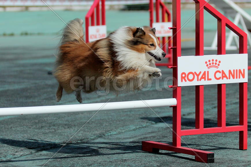 Собачьи соревнования