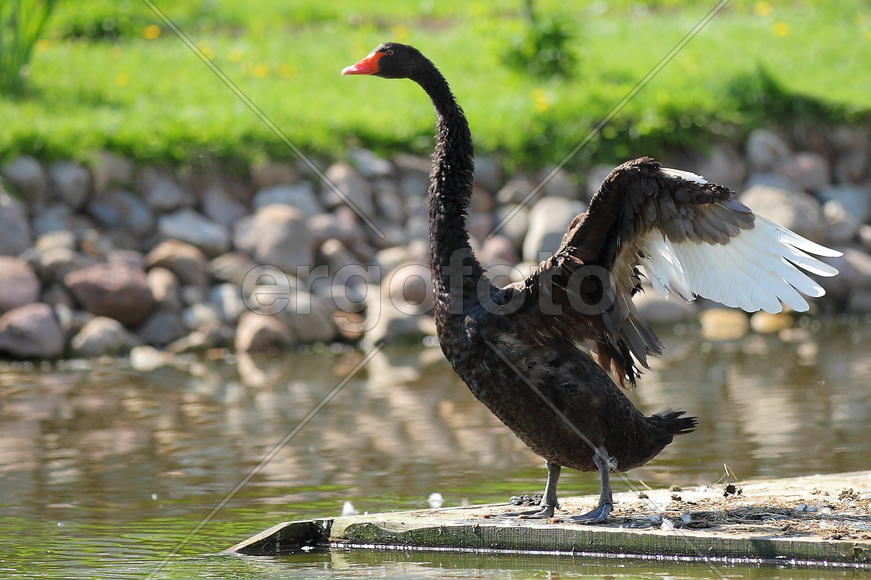 Черные Лебеди