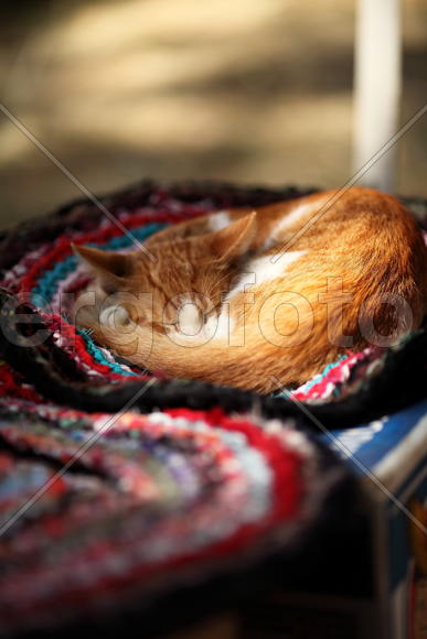 Рыжий котик