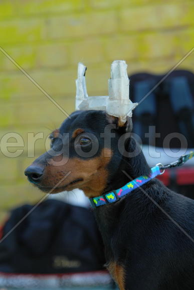 Подслушивал