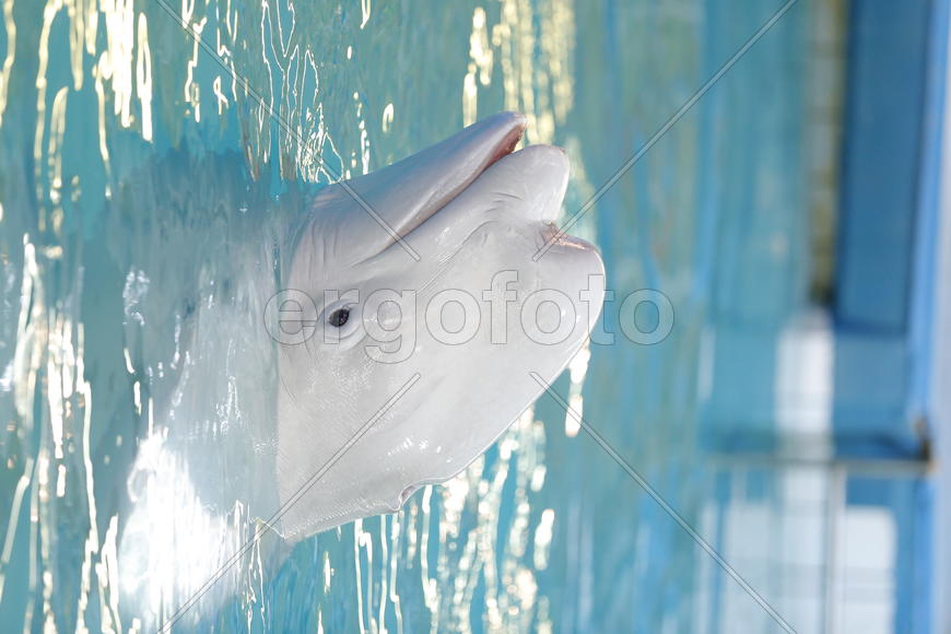 Кит - Белуха