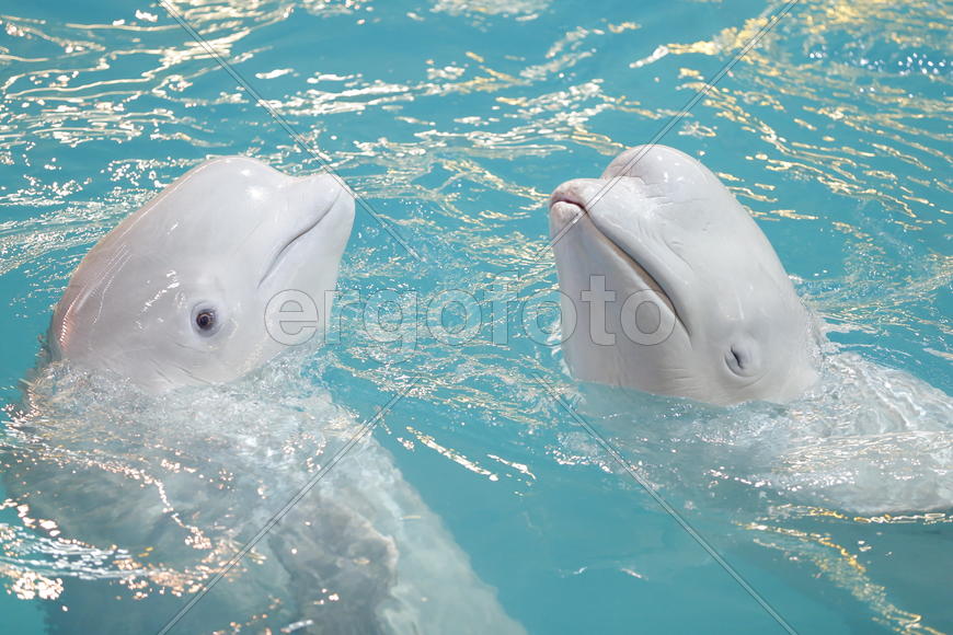 Кит - Белуха