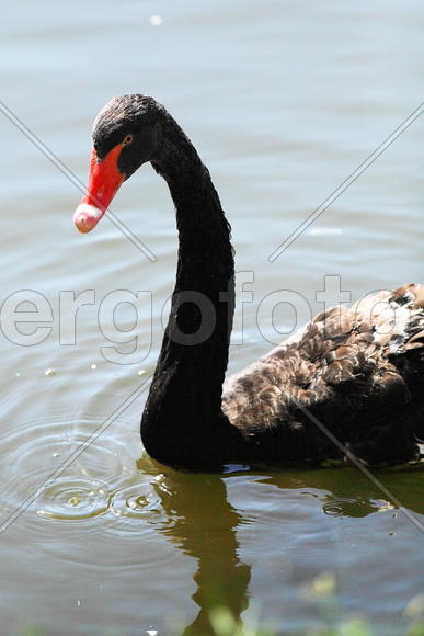 Черные Лебеди