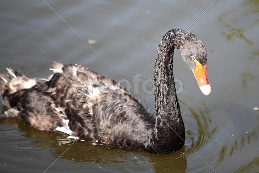 Черные Лебеди