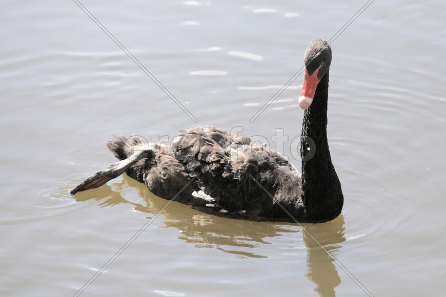 Черные Лебеди