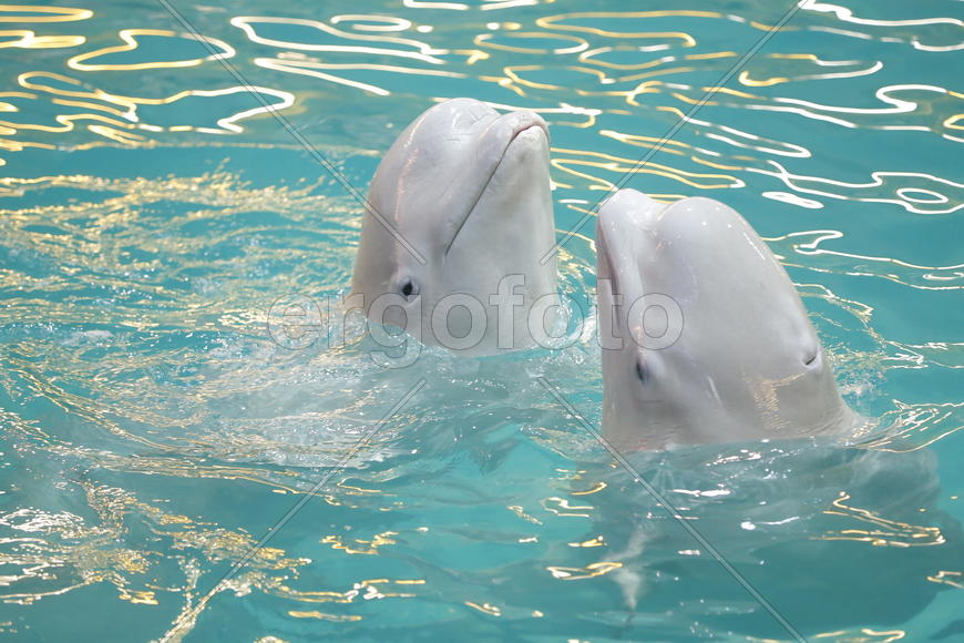 Кит - Белуха