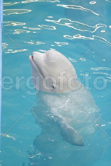 Кит - Белуха