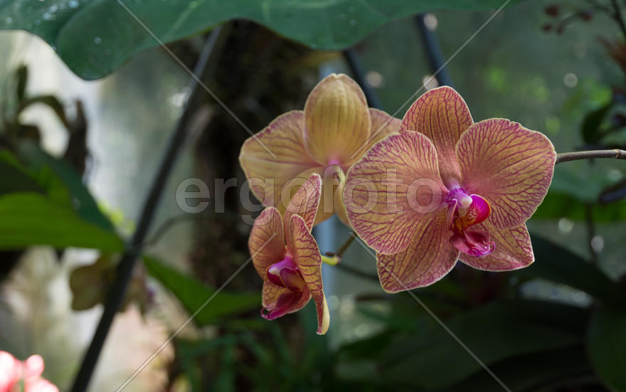 Орхидея (ботанический сад Ла Мортелла)