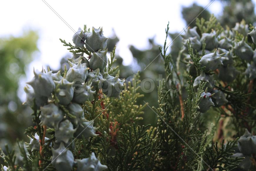 Можжевельник