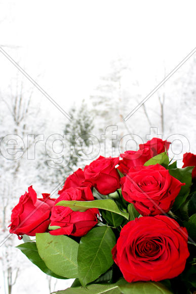 Зимние розы