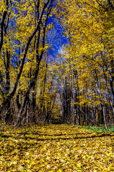 Осенняя аллея