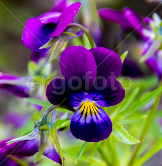 Фиолетовая красота