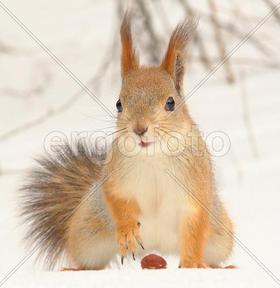 Не отдам орех:)