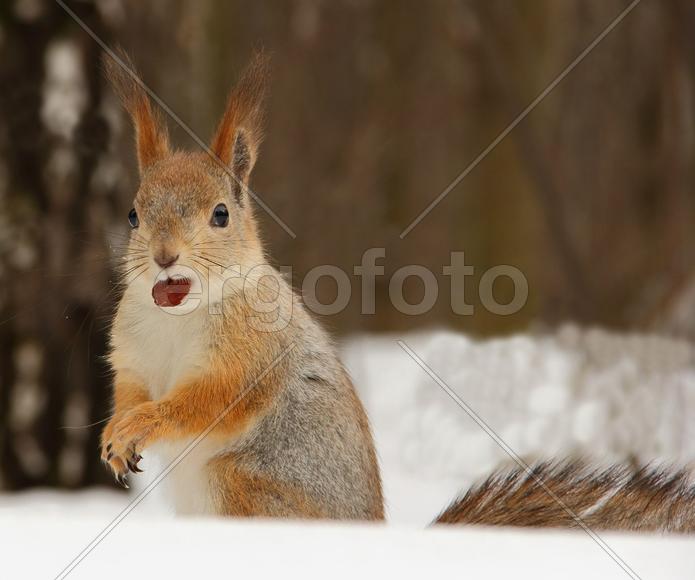 Белочка с орешком