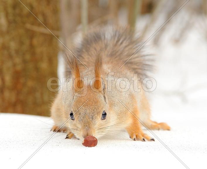 Белка крадется к орешку:)