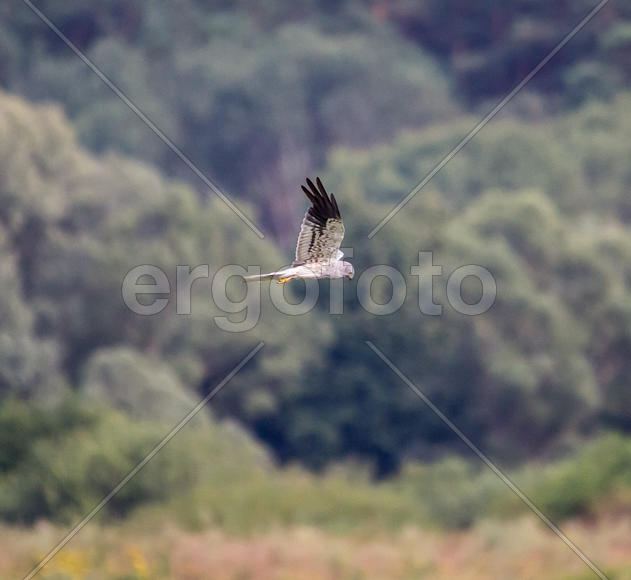 Луговой лунь