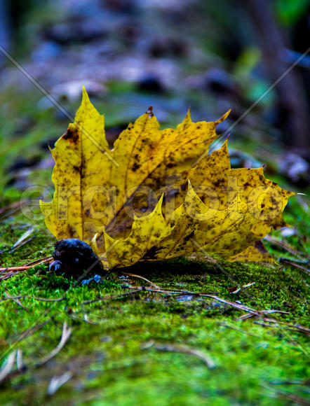 Осеннее увядание природы