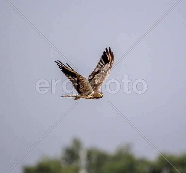 Полевой лунь