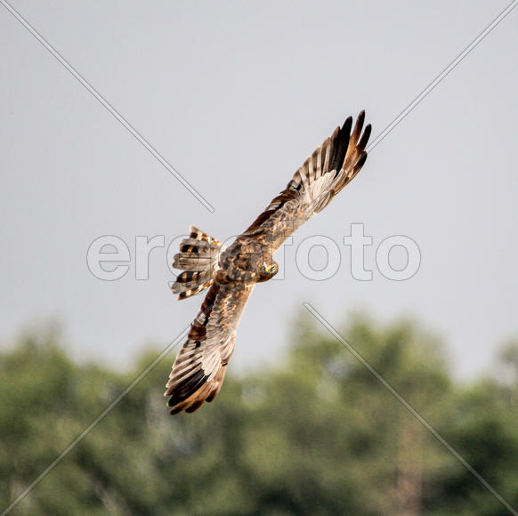 Полевой лунь