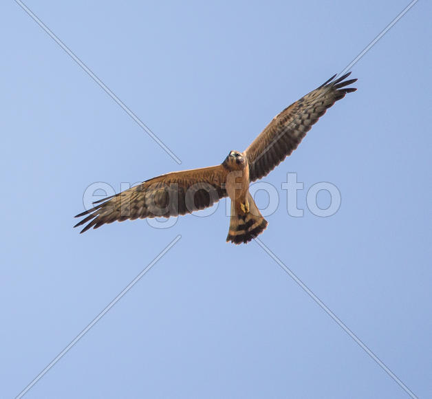 Полевой лунь