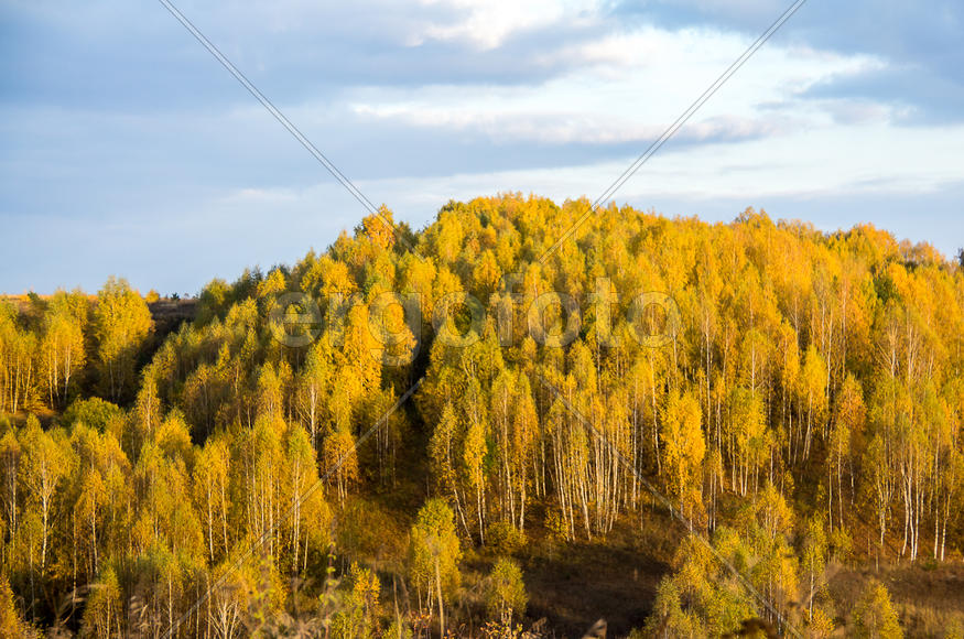 Осенний лес