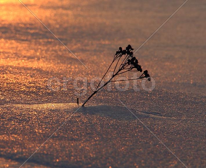 Цветок на закате в снегу
