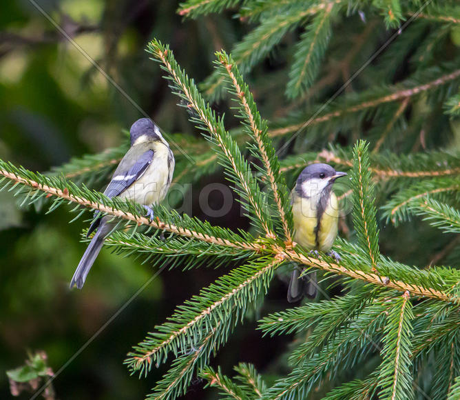 Две подружки синички
