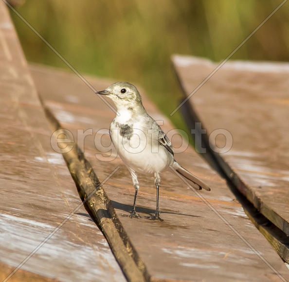Трясогузка