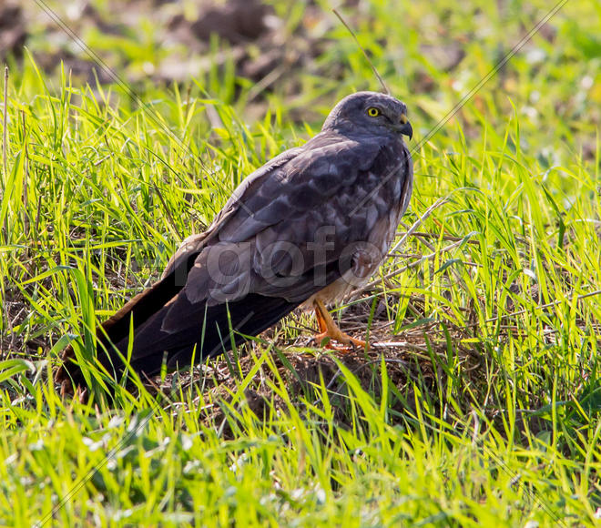 Полевой лунь